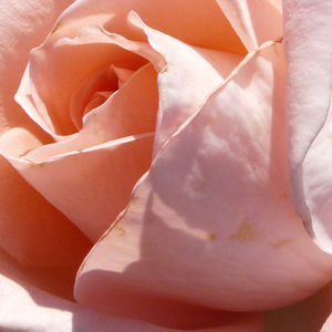 Szkółka róż - róża wielkokwiatowa - Hybrid Tea - różowy  - Rosa  Schöne Berlinerin® - róża ze średnio intensywnym zapachem - Mathias Tantau, Jr. - Kwiaty koloru łososiowego z miękkim odcieniem, jakby były z cukru. Na ogół pojedynczo otwierają się nad lśniącą powierzchnią średnio-zielonych liści. Chociaż posiada jedynie lekki aromat, nadaje się na róże cięte.